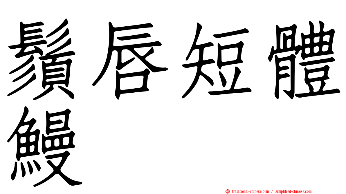 鬚唇短體鰻