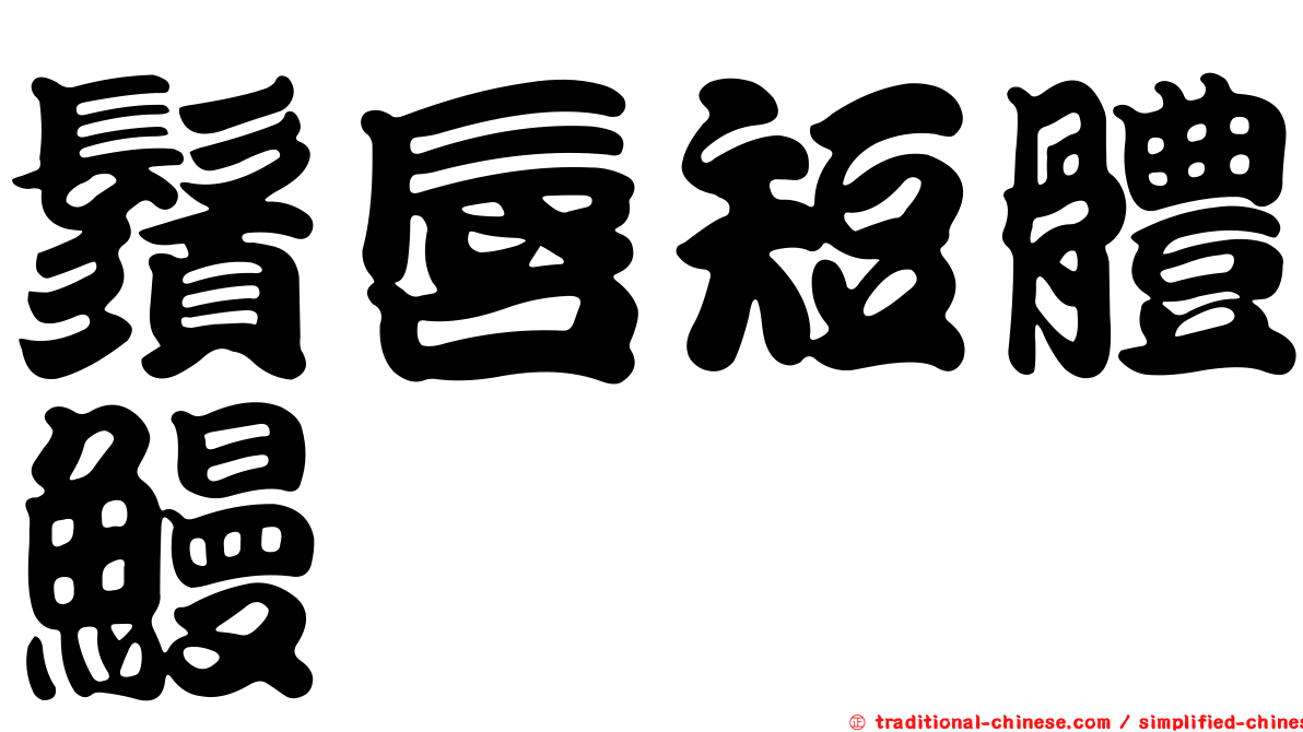 鬚唇短體鰻