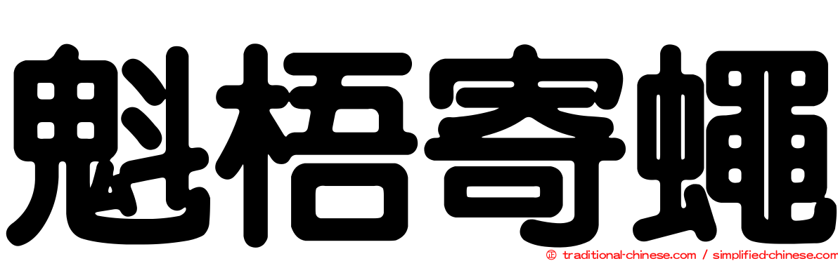魁梧寄蠅