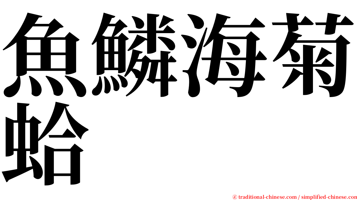 魚鱗海菊蛤 serif font