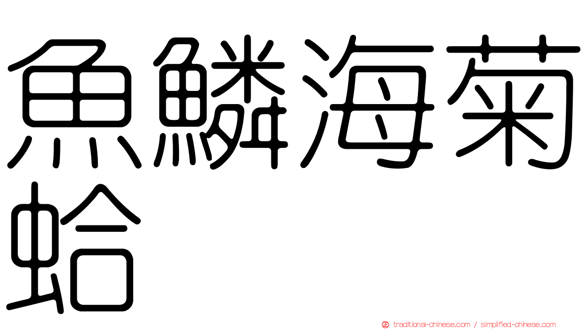 魚鱗海菊蛤
