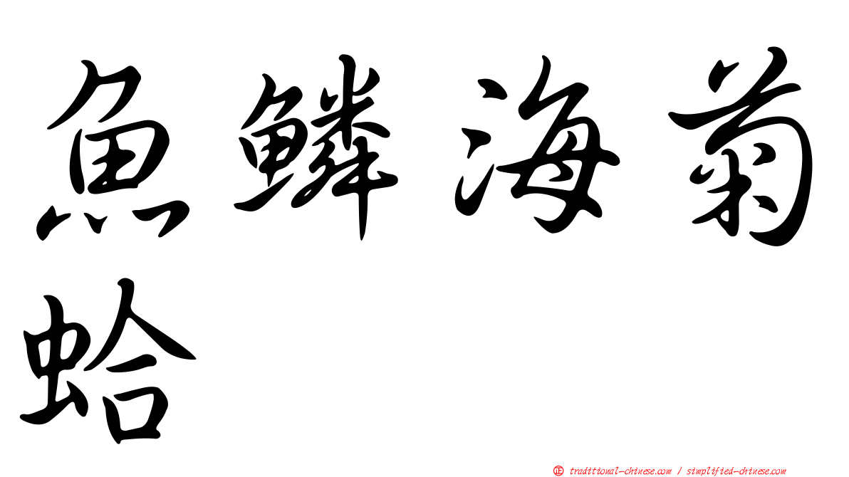 魚鱗海菊蛤