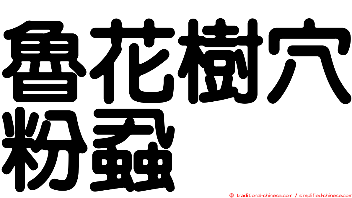 魯花樹穴粉蝨