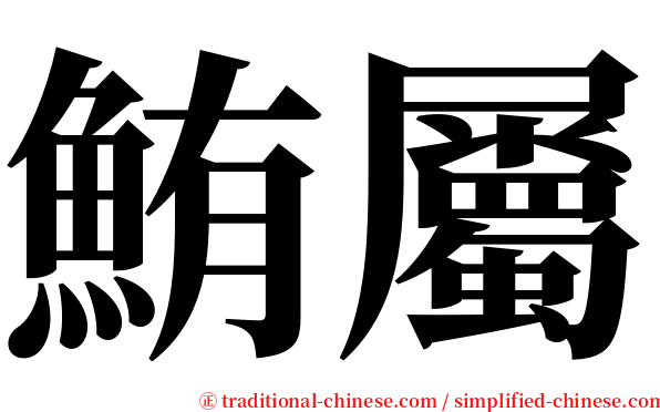 鮪屬 serif font