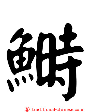 鰣