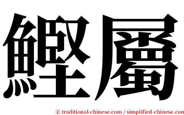 鰹屬 serif font