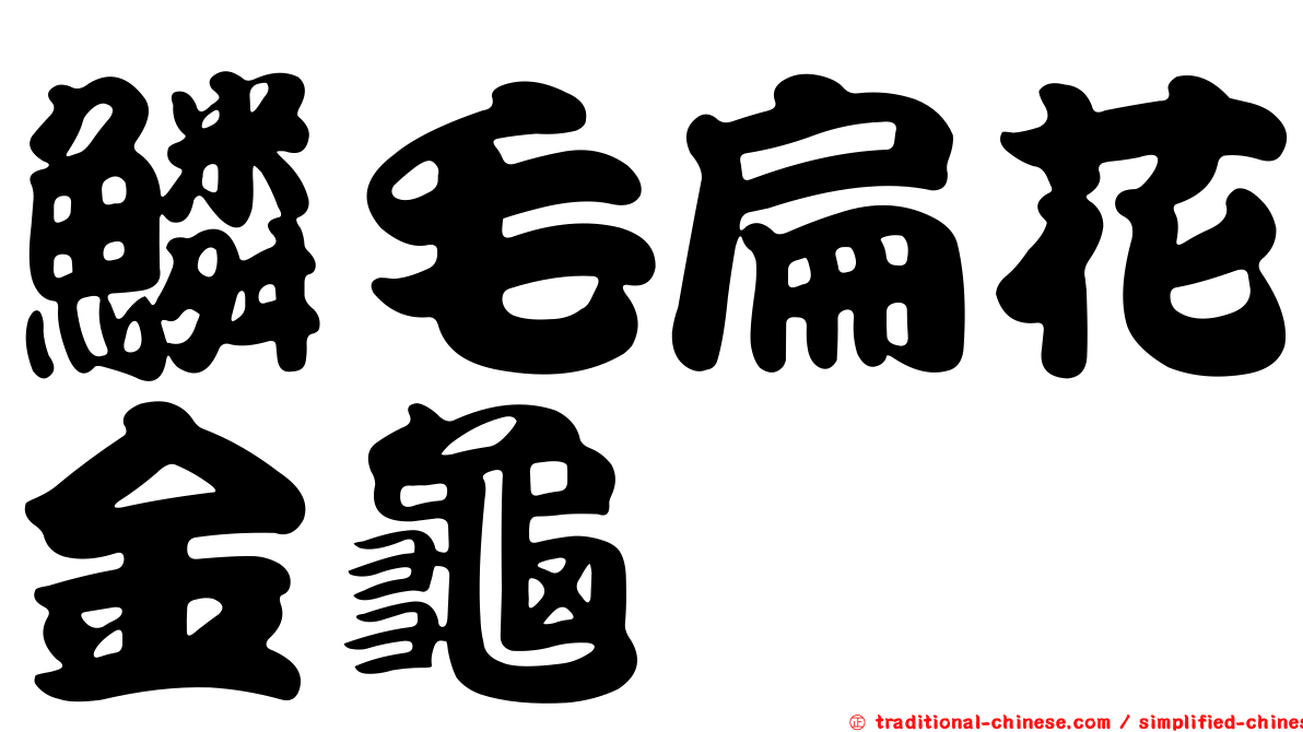 鱗毛扁花金龜