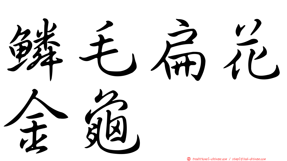 鱗毛扁花金龜