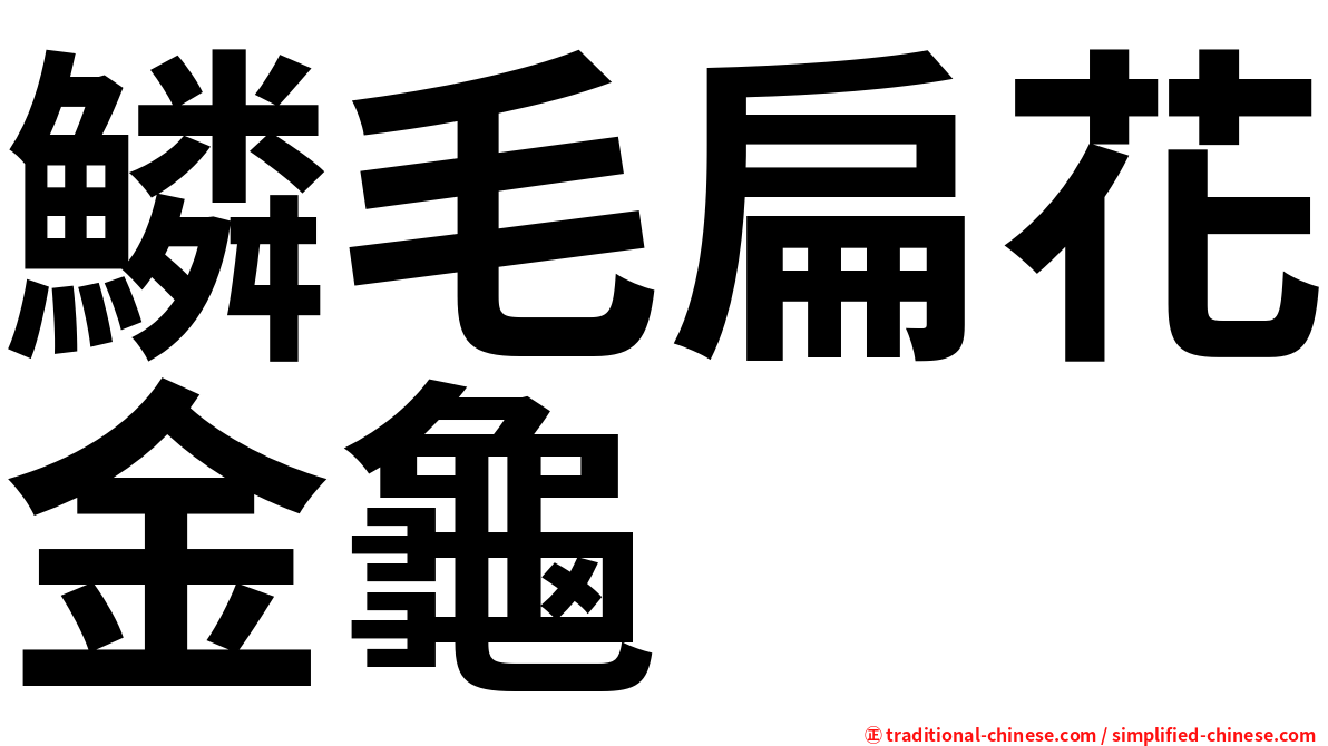 鱗毛扁花金龜