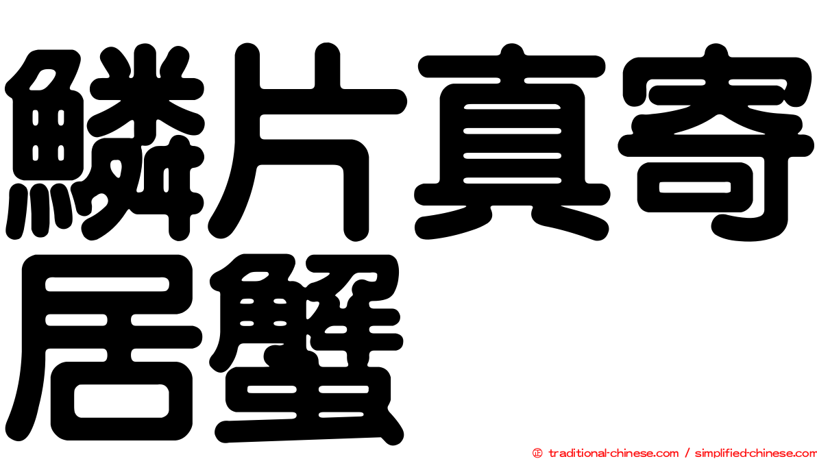 鱗片真寄居蟹