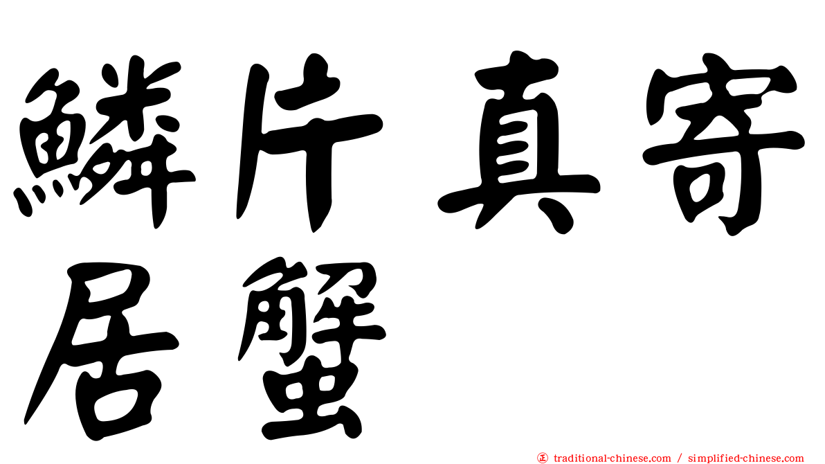 鱗片真寄居蟹