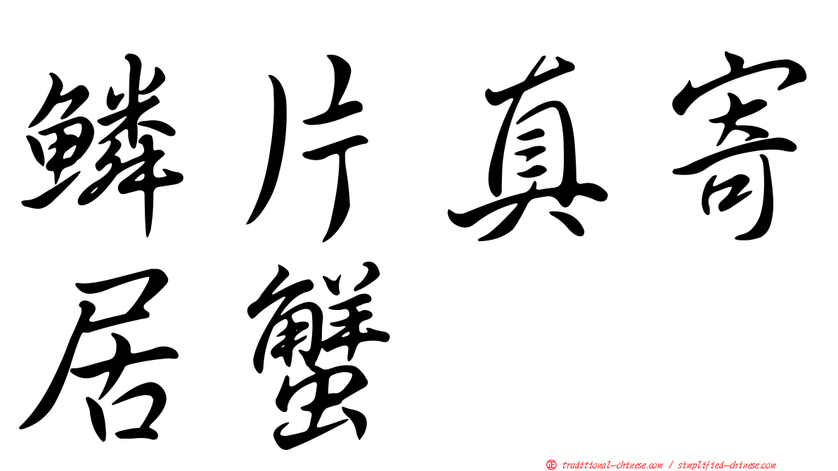 鱗片真寄居蟹