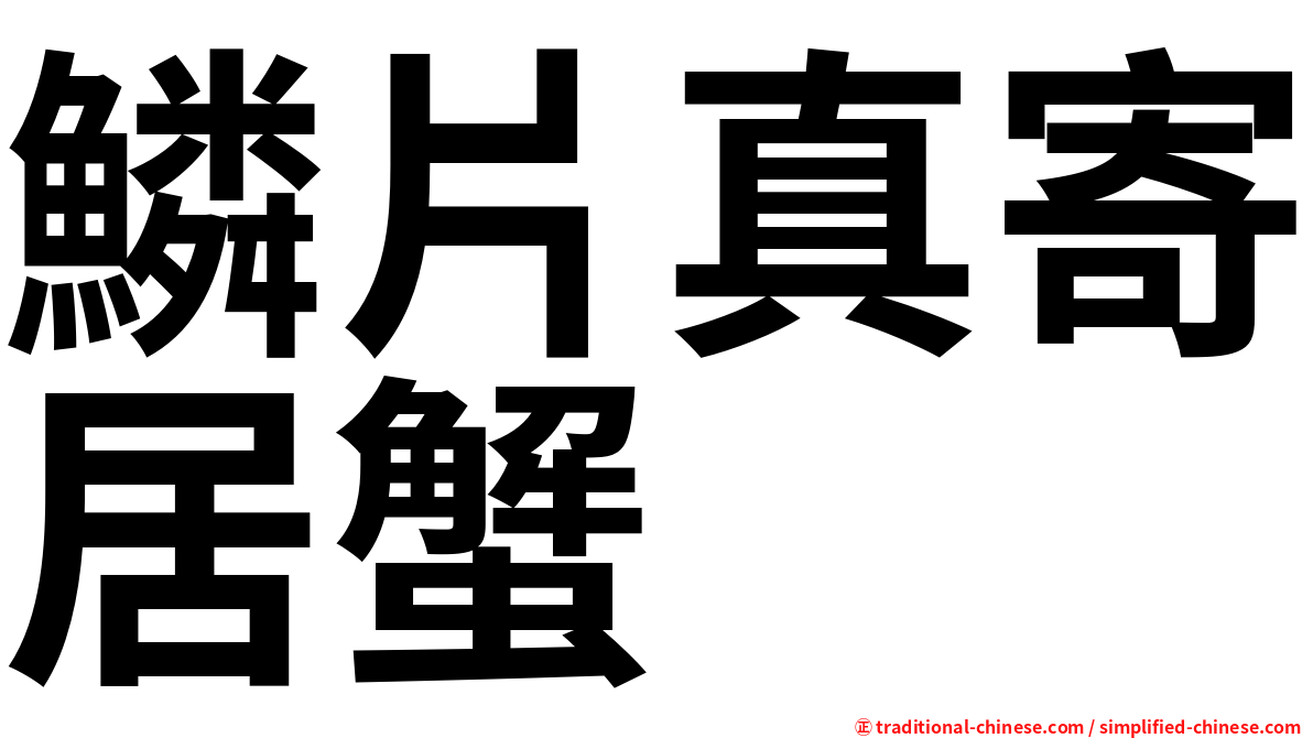 鱗片真寄居蟹