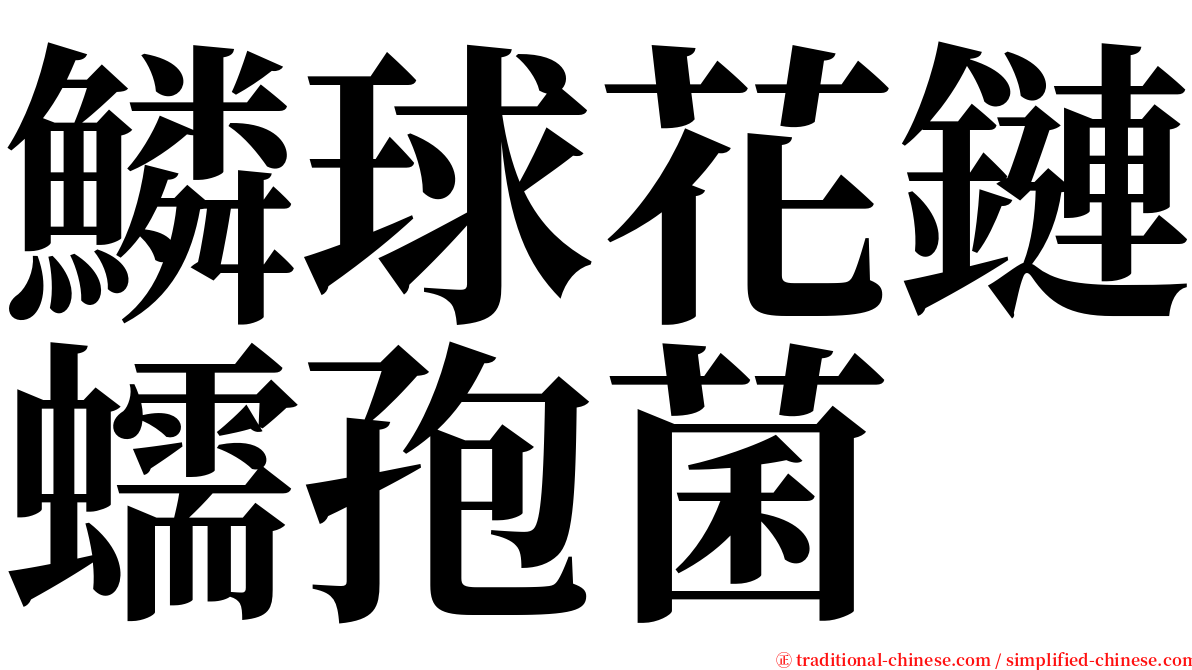 鱗球花鏈蠕孢菌 serif font