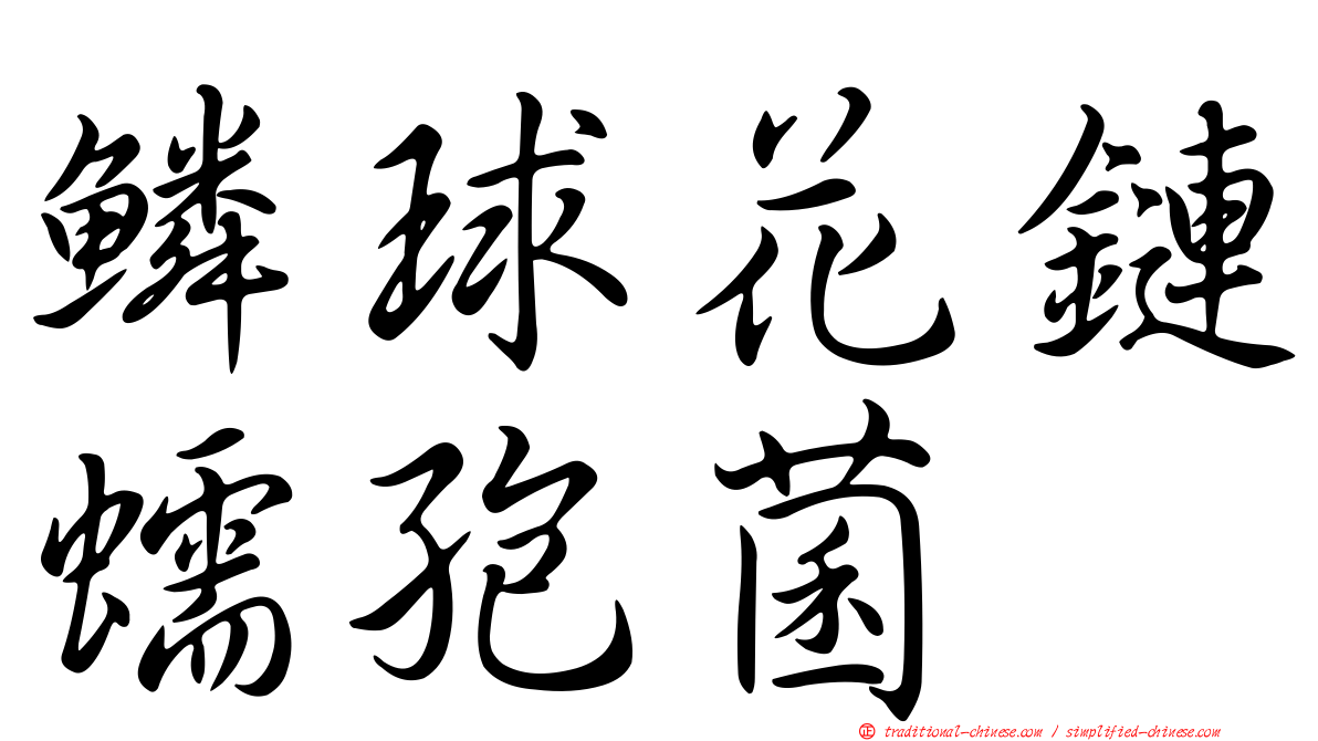 鱗球花鏈蠕孢菌