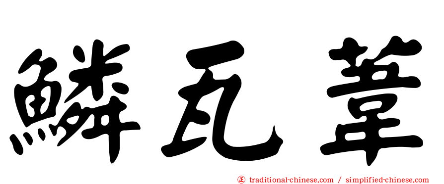 鱗瓦葦
