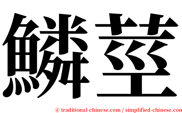 鱗莖 serif font