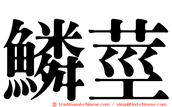 鱗莖