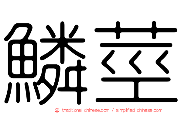鱗莖