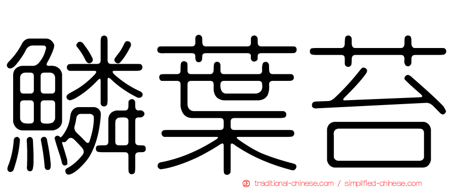 鱗葉苔