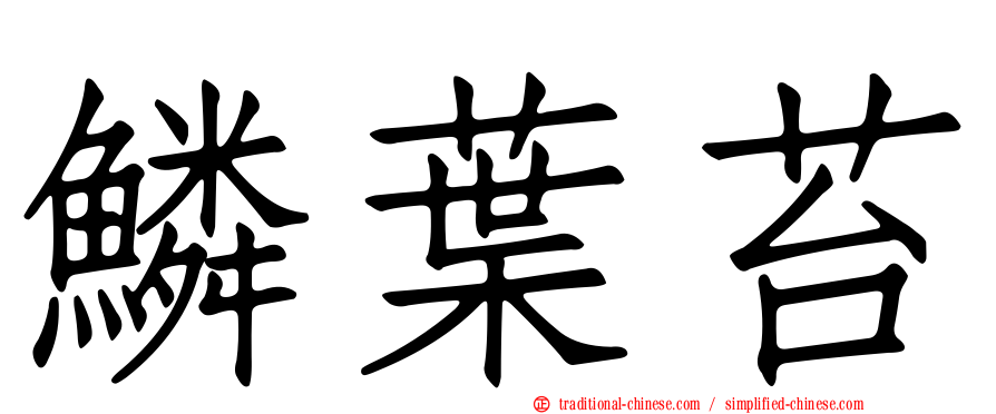 鱗葉苔