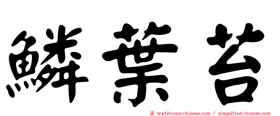鱗葉苔