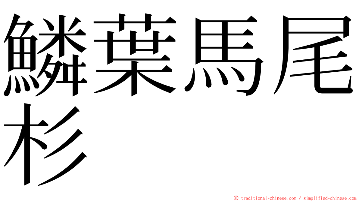 鱗葉馬尾杉 ming font