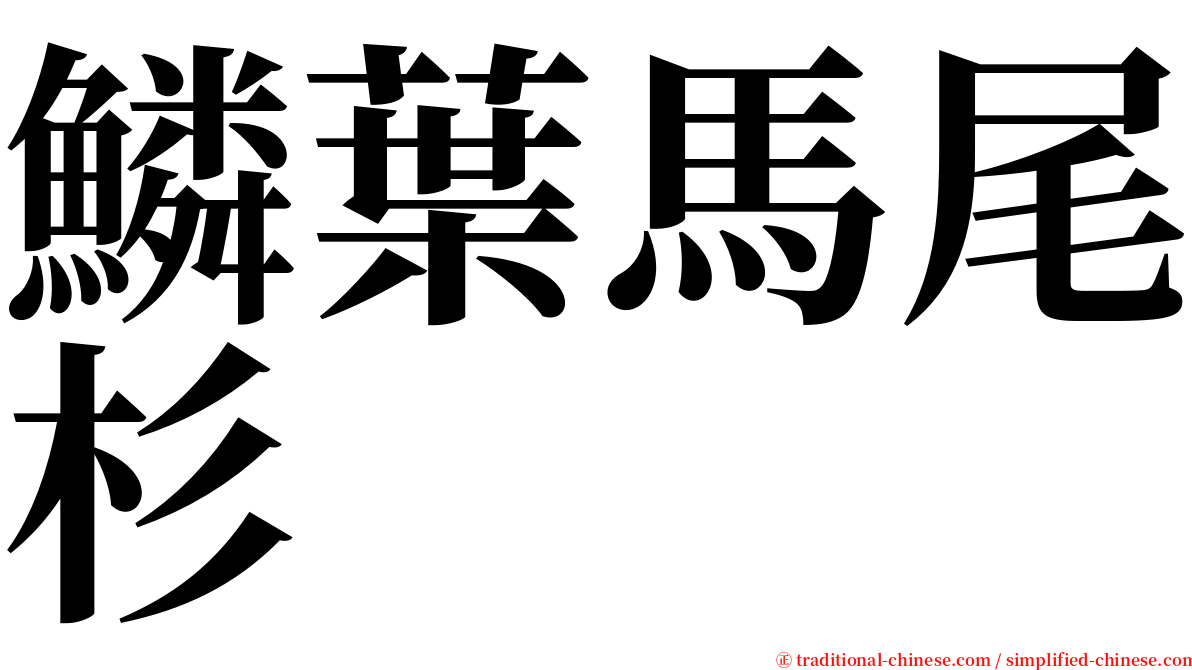 鱗葉馬尾杉 serif font