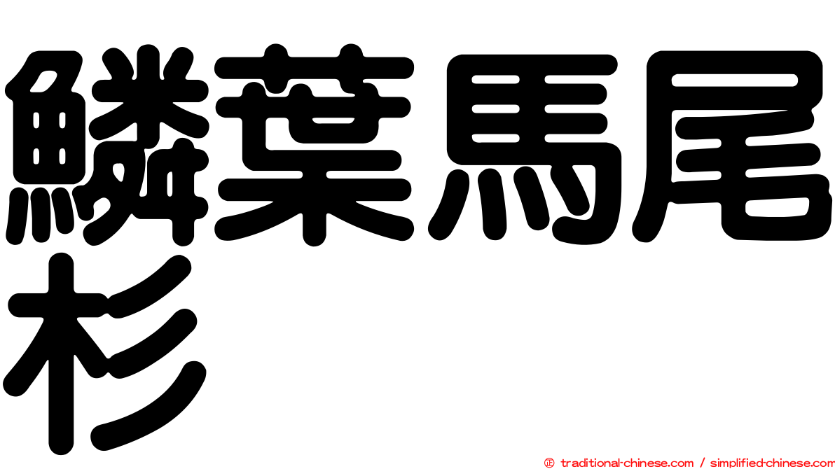 鱗葉馬尾杉