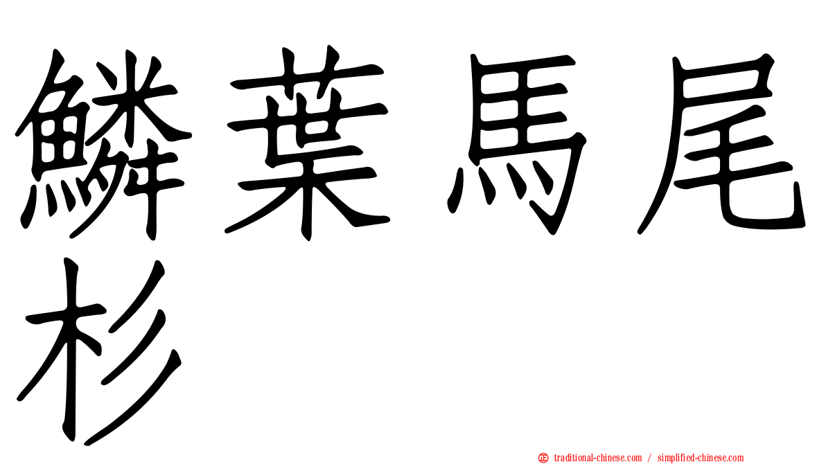 鱗葉馬尾杉