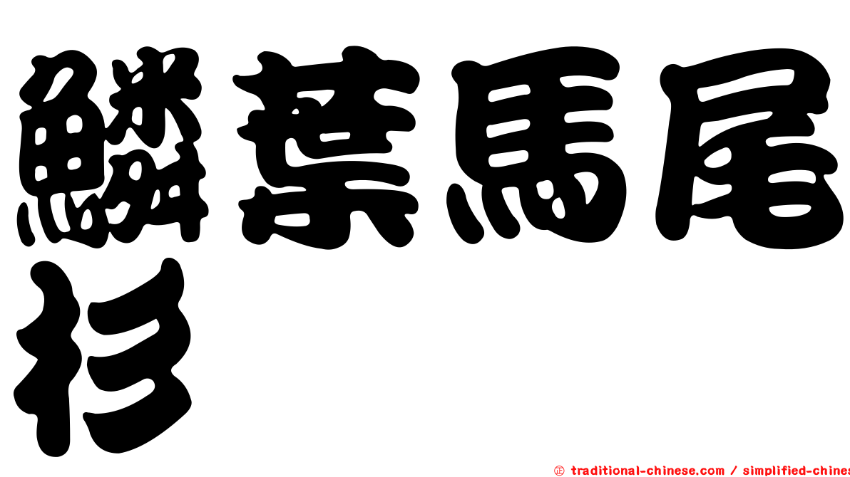 鱗葉馬尾杉