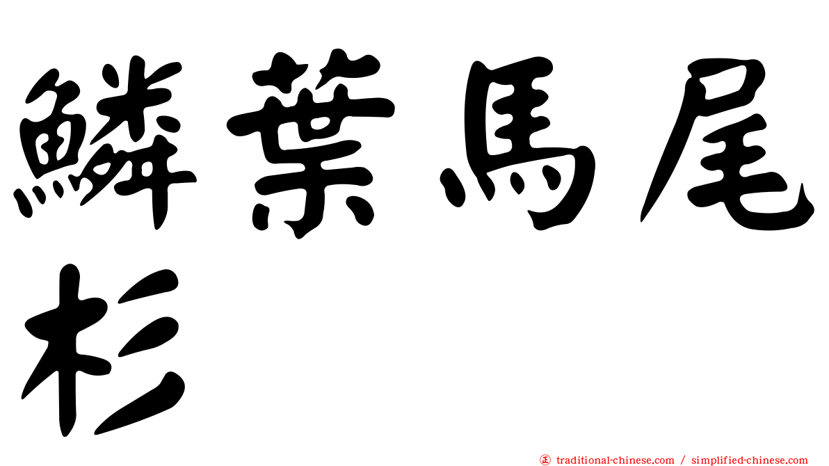鱗葉馬尾杉