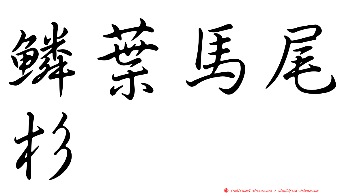 鱗葉馬尾杉