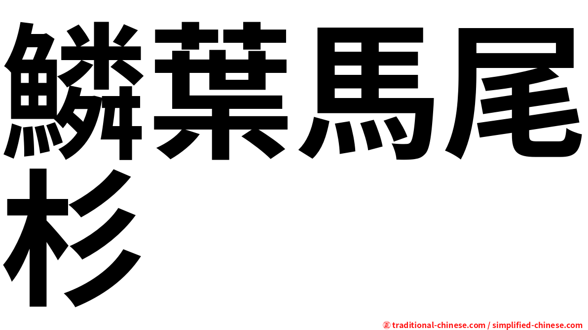 鱗葉馬尾杉