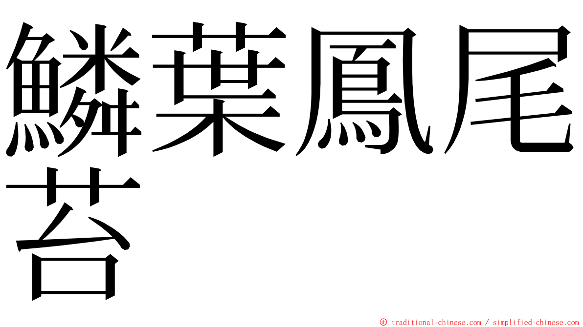 鱗葉鳳尾苔 ming font