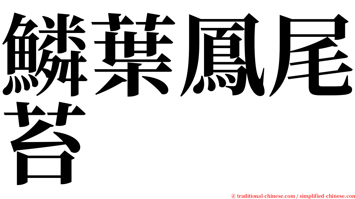 鱗葉鳳尾苔 serif font