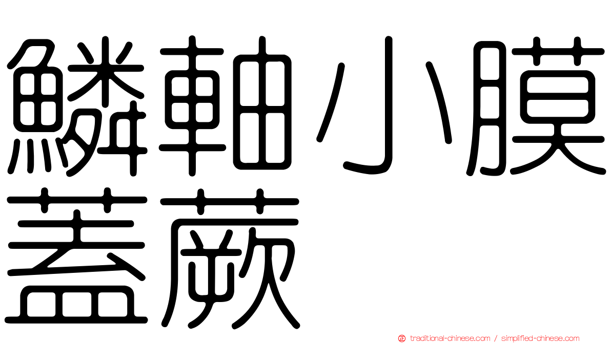 鱗軸小膜蓋蕨