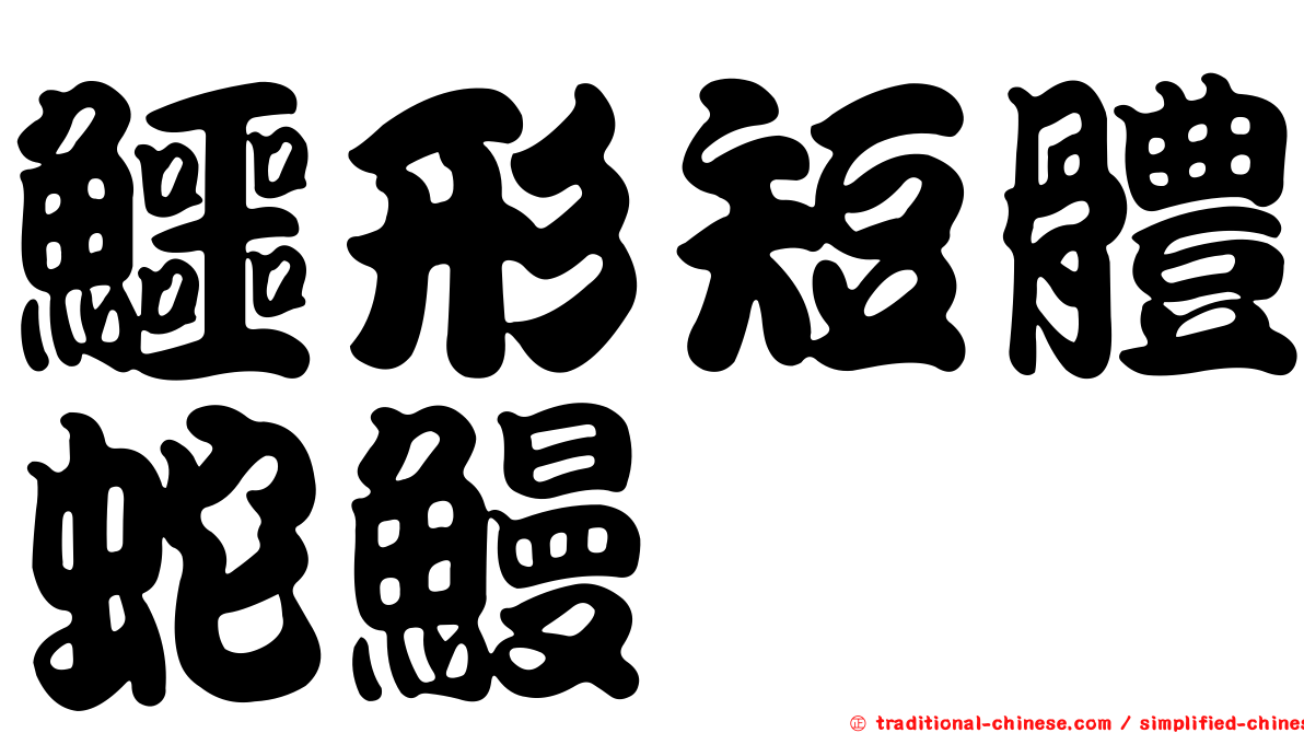 鱷形短體蛇鰻