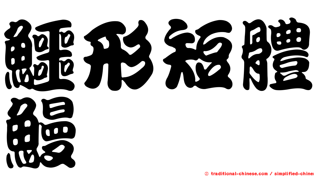鱷形短體鰻