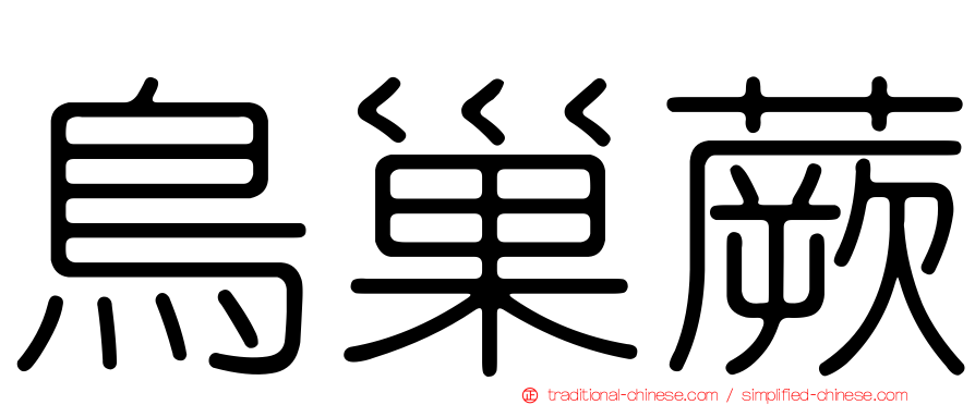 鳥巢蕨