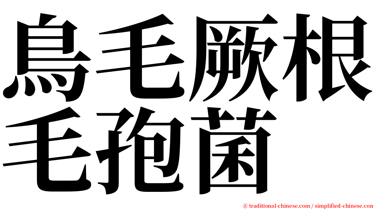 鳥毛厥根毛孢菌 serif font