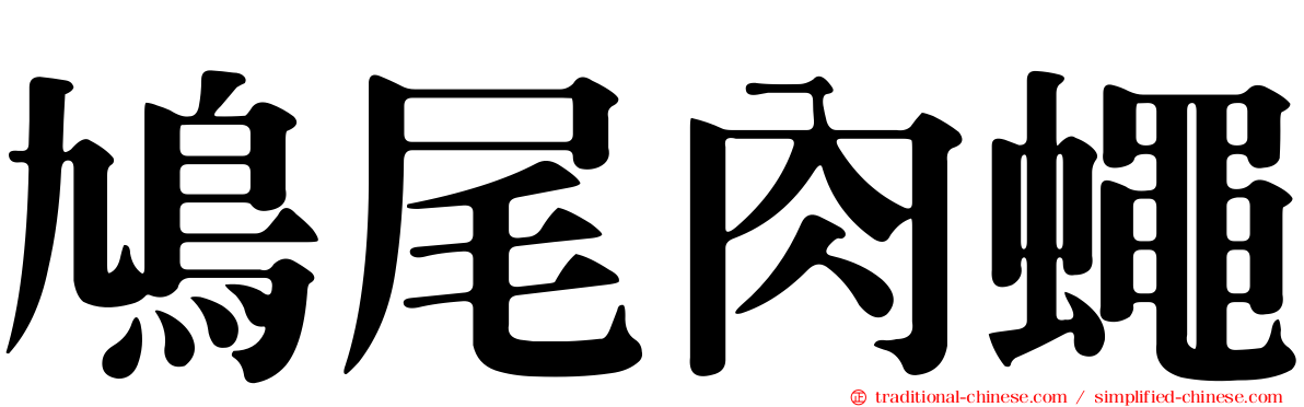 鳩尾肉蠅