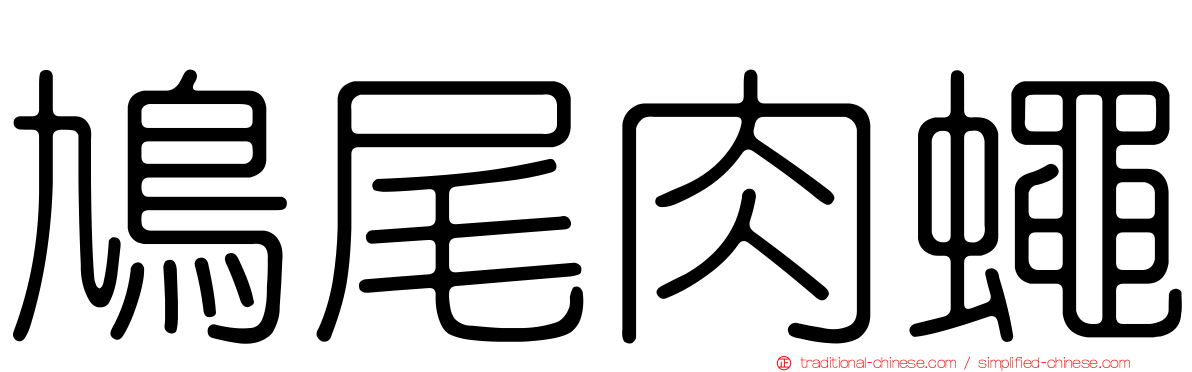 鳩尾肉蠅