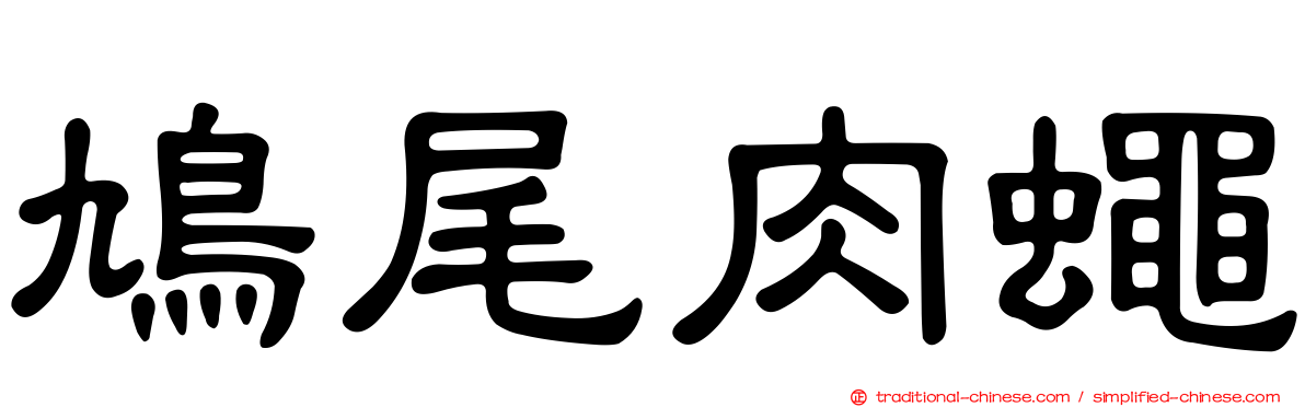 鳩尾肉蠅