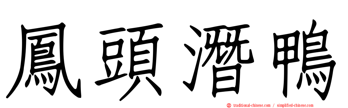 鳳頭潛鴨