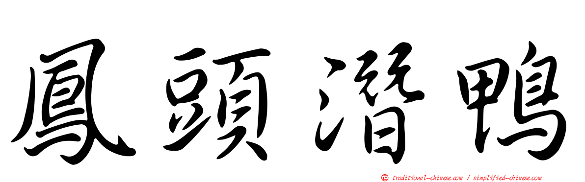 鳳頭潛鴨