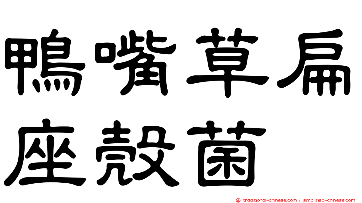 鴨嘴草扁座殼菌
