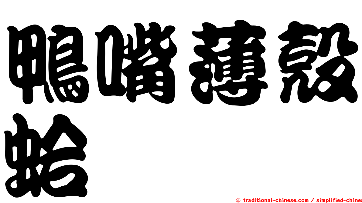 鴨嘴薄殼蛤