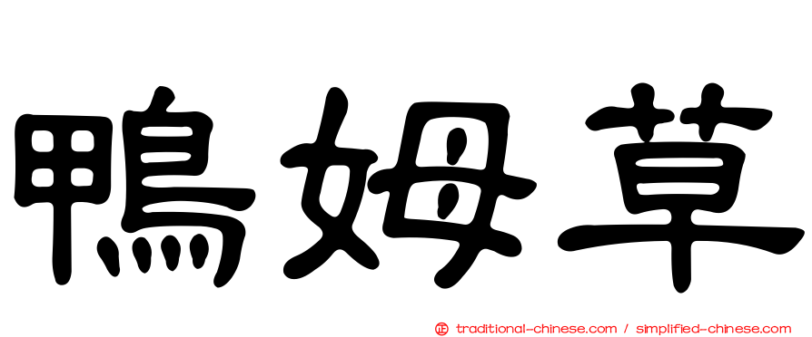鴨姆草
