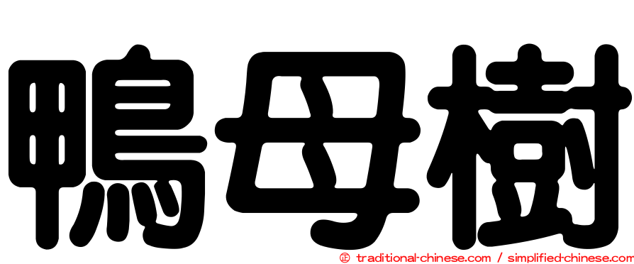 鴨母樹
